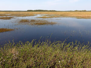 NGO supported traditional management by local communities featured image